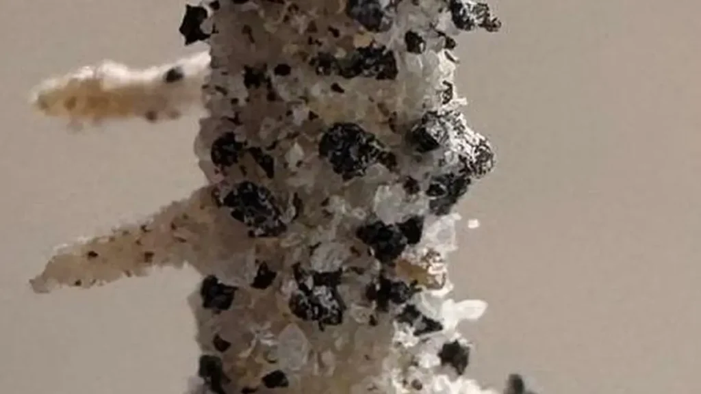 Une racine de pois chiche s'enracine dans un simulant de régolite lunaire tranchant, semblable à du verre, illustrant l'un des principaux défis physiques liés à la culture de plantes hors de la Terre. Photo de Jessica Atkin. (Crédit : Jessica Atkin)