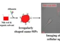 Les particules nano-microplastiques chargées de colorant rouge Nil ont permis une imagerie haute sensibilité de l'absorption cellulaire. Dans des expériences menées sur des fibroblastes de souris, les particules chargées de colorant ont permis une visualisation claire à des concentrations aussi faibles que 2,0 µg/mL.