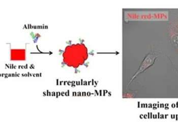 Les particules nano-microplastiques chargées de colorant rouge Nil ont permis une imagerie haute sensibilité de l'absorption cellulaire. Dans des expériences menées sur des fibroblastes de souris, les particules chargées de colorant ont permis une visualisation claire à des concentrations aussi faibles que 2,0 µg/mL.
