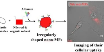 Les particules nano-microplastiques chargées de colorant rouge Nil ont permis une imagerie haute sensibilité de l'absorption cellulaire. Dans des expériences menées sur des fibroblastes de souris, les particules chargées de colorant ont permis une visualisation claire à des concentrations aussi faibles que 2,0 µg/mL.