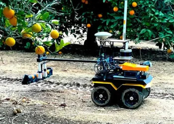 Un robot conçu pour faciliter l'irrigation de précision en action, dans un verger d'agrumes.