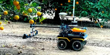 Un robot conçu pour faciliter l'irrigation de précision en action, dans un verger d'agrumes.