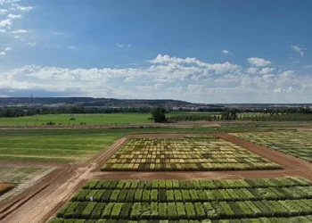 Intelligence artificielle et drones pour sélectionner le blé le plus résilient