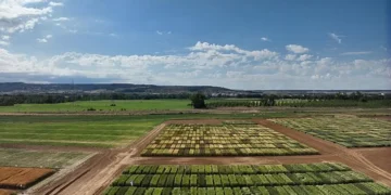 Intelligence artificielle et drones pour sélectionner le blé le plus résilient