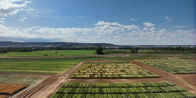 Intelligence artificielle et drones pour sélectionner le blé le plus résilient