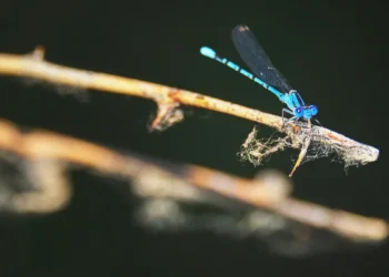 Le vivant francilien se recompose face au réchauffement climatique