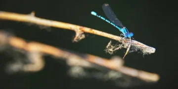 Le vivant francilien se recompose face au réchauffement climatique