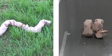 L'IA optimise l'efficacité des mouvements des robots-serpents