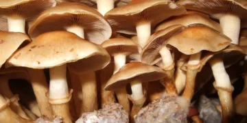 Enfin une solution écologique contre la pollution aux microplastiques ?