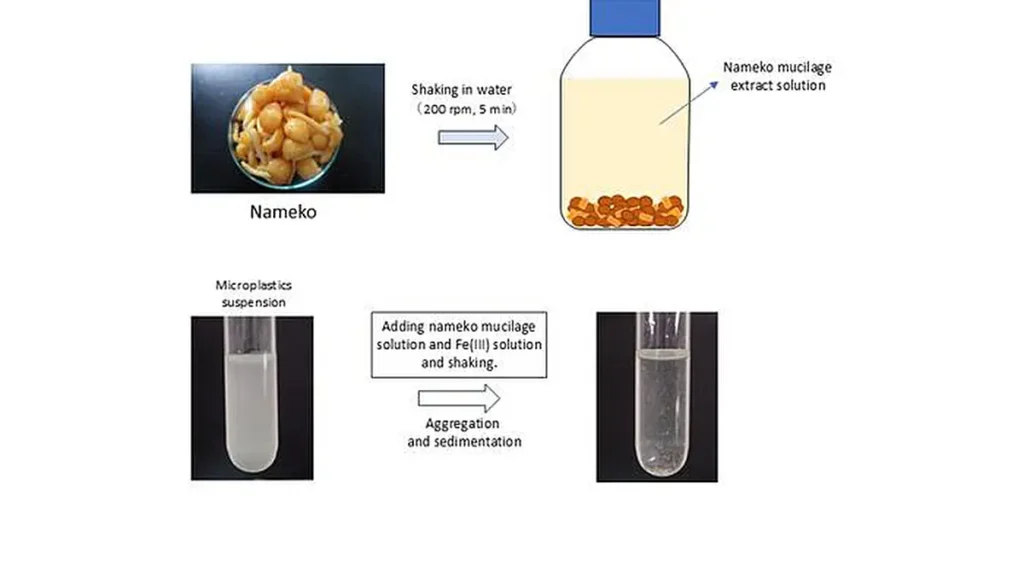 Représentation schématique du processus de traitement, illustrant l'extraction du mucilage de nameko et son utilisation pour piéger les microplastiques dans des flocs pouvant être éliminés.