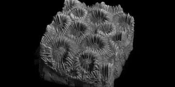 Une étude révèle les dommages cachés chez les coraux durs grâce à l'imagerie 3D et à l'IA
