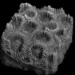 Une étude révèle les dommages cachés chez les coraux durs grâce à l'imagerie 3D et à l'IA