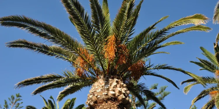 Les fibres de la surface du palmier dattier pourraient servir à produire de la bio-huile