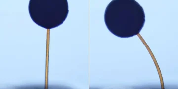 D'un coup d'aimant, des « magno-bots » microscopiques effectuent des manœuvres complexes