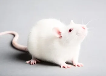 Cheese3D, quand l'IA lit le cerveau des souris dans leurs mimiques