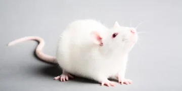 Cheese3D, quand l'IA lit le cerveau des souris dans leurs mimiques