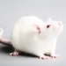Cheese3D, quand l'IA lit le cerveau des souris dans leurs mimiques