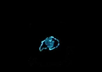 De la lumière sans électricité ? Des algues luminescentes pourraient le permettre