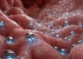 Des microrobots biodégradables entièrement métalliques pou révolutionner l'administration de médicaments et les biopsies