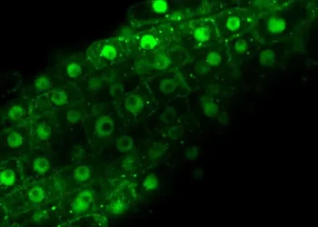 Comment les plantes rééquilibrent leur énergie sous stress