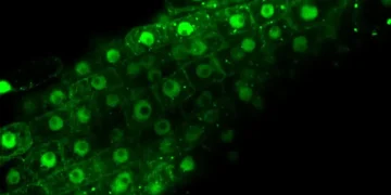 Comment les plantes rééquilibrent leur énergie sous stress