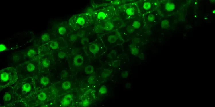 Comment les plantes rééquilibrent leur énergie sous stress