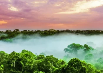 Les orages tropicaux menacent le stockage de carbone en Amazonie