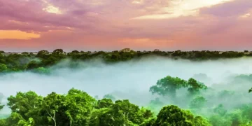 Les orages tropicaux menacent le stockage de carbone en Amazonie
