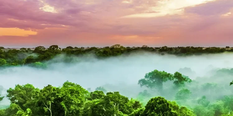 Les orages tropicaux menacent le stockage de carbone en Amazonie
