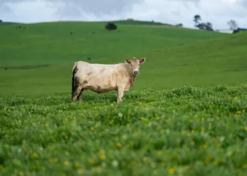 Nouvelle loi agricole : le foncier, angle mort persistant des politiques