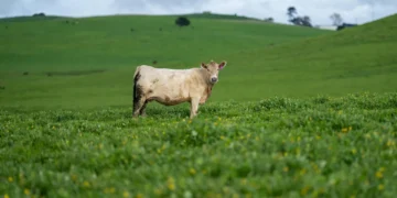 Nouvelle loi agricole : le foncier, angle mort persistant des politiques