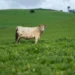 Nouvelle loi agricole : le foncier, angle mort persistant des politiques