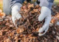 Le secret pour éloigner les tiques cet été : des copeaux de bois