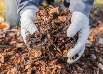 Le secret pour éloigner les tiques cet été : des copeaux de bois