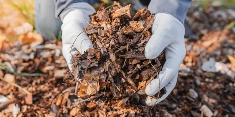 Le secret pour éloigner les tiques cet été : des copeaux de bois