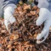 Le secret pour éloigner les tiques cet été : des copeaux de bois