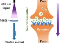 Une synapse photonique fait progresser les systèmes neuromorphiques à faible consommation