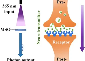 Une synapse photonique fait progresser les systèmes neuromorphiques à faible consommation