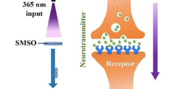 Une synapse photonique fait progresser les systèmes neuromorphiques à faible consommation