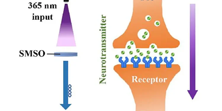 Une synapse photonique fait progresser les systèmes neuromorphiques à faible consommation