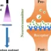 Une synapse photonique fait progresser les systèmes neuromorphiques à faible consommation