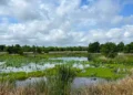 Les petites zones humides souvent négligées sont une source majeure de méthane mondial