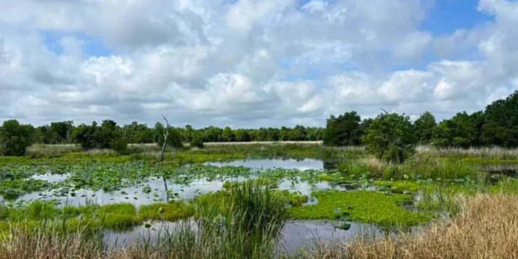 Les petites zones humides souvent négligées sont une source majeure de méthane mondial