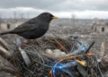 Les oiseaux du Donbass nichent avec des câbles de drones FPV