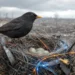 Les oiseaux du Donbass nichent avec des câbles de drones FPV