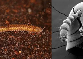 Les anciens mille-pattes avaient encore des secrets à révéler