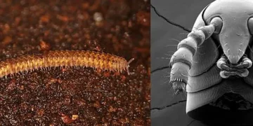 Les anciens mille-pattes avaient encore des secrets à révéler