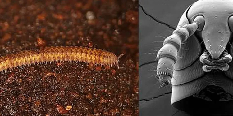 Les anciens mille-pattes avaient encore des secrets à révéler