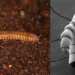 Les anciens mille-pattes avaient encore des secrets à révéler