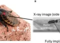 Un contrôleur radio miniature implanté améliore la mobilité des insectes cyborgs